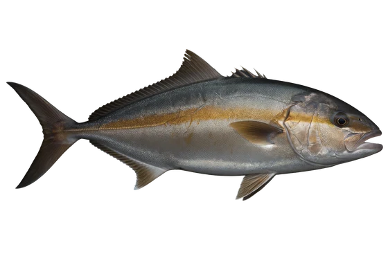 Amberjack