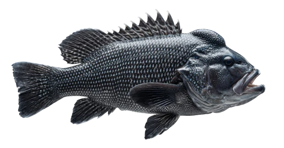 Black Sea Bass