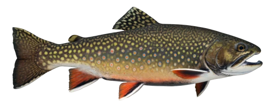 Brook Trout
