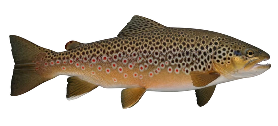 Brown Trout
