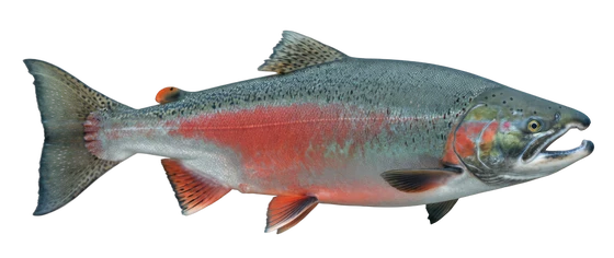 Coho Salmon