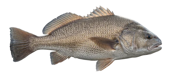 Freshwater Drum