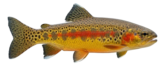Golden Trout