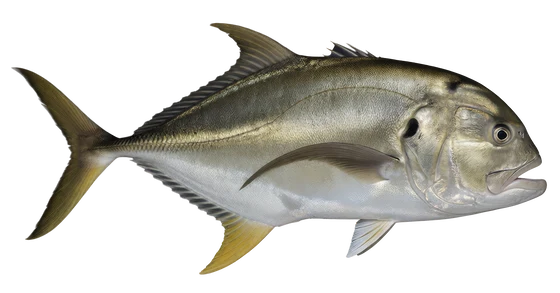 Jack Crevalle