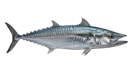 King Mackerel