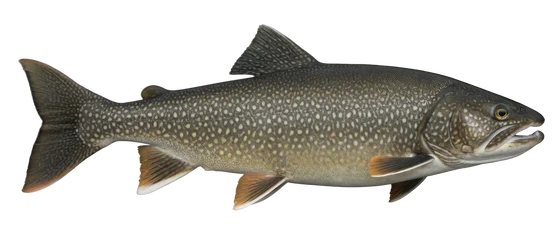 Lake Trout