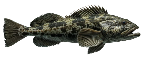 Lingcod