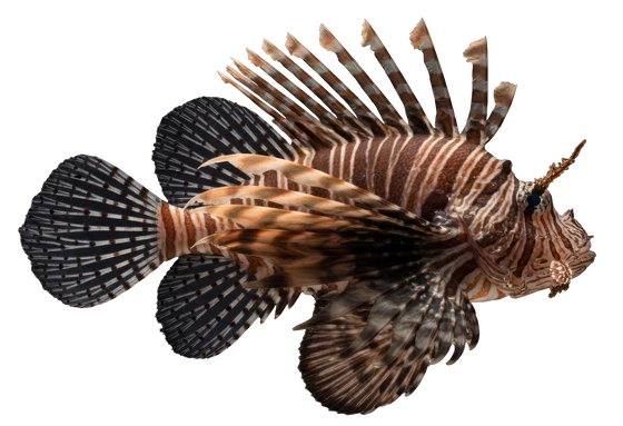 Lionfish