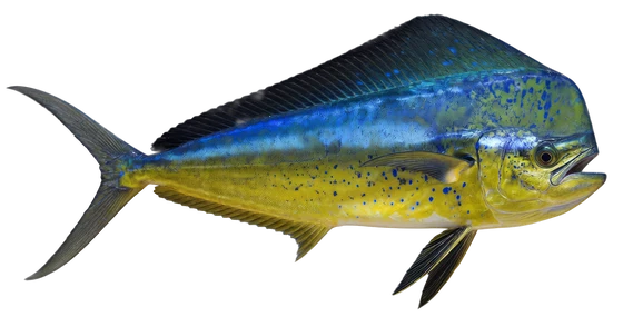 Mahi Mahi