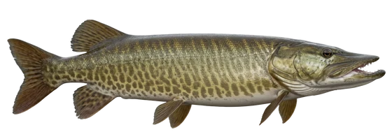 Muskellunge