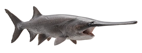 Paddlefish