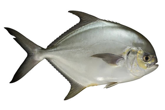 Pompano