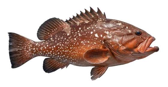 Red Grouper