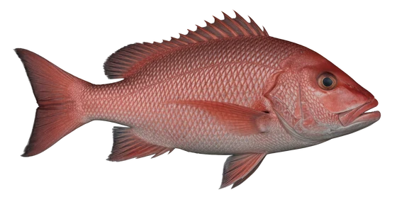 Red Snapper