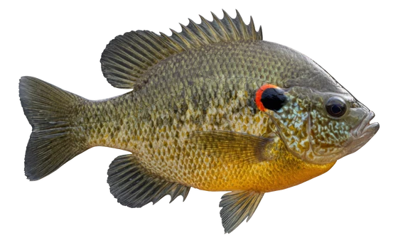 Redear Sunfish