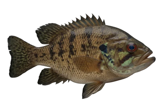 Rock Bass (Goggle-eye)