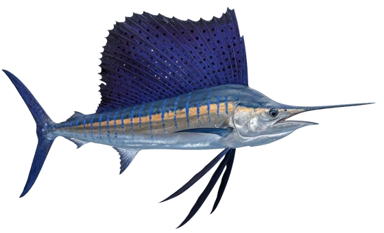 Sailfish