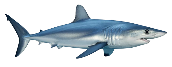 Shortfin Mako Shark