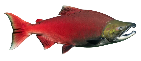 Sockeye Salmon