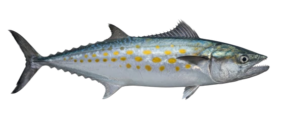 Spanish Mackerel