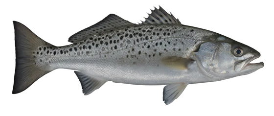 Spotted Sea Trout