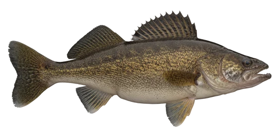 Walleye
