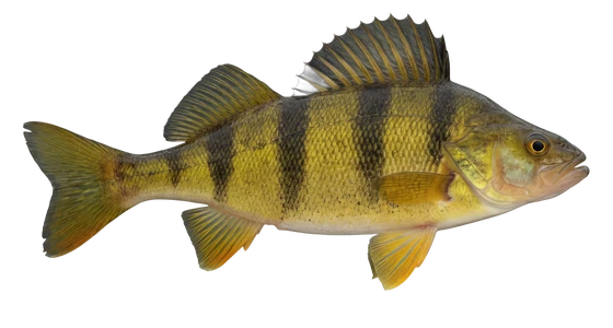 Yellow Perch